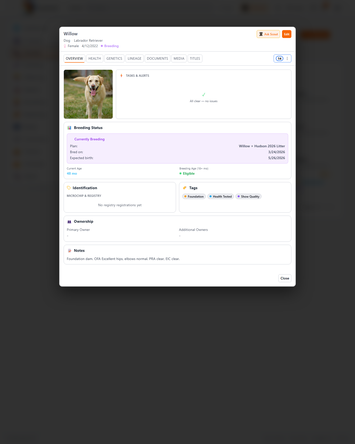 Animal detail view in BreederHQ showing a Labrador Retriever's overview with breed, DOB, microchip, and breeding status