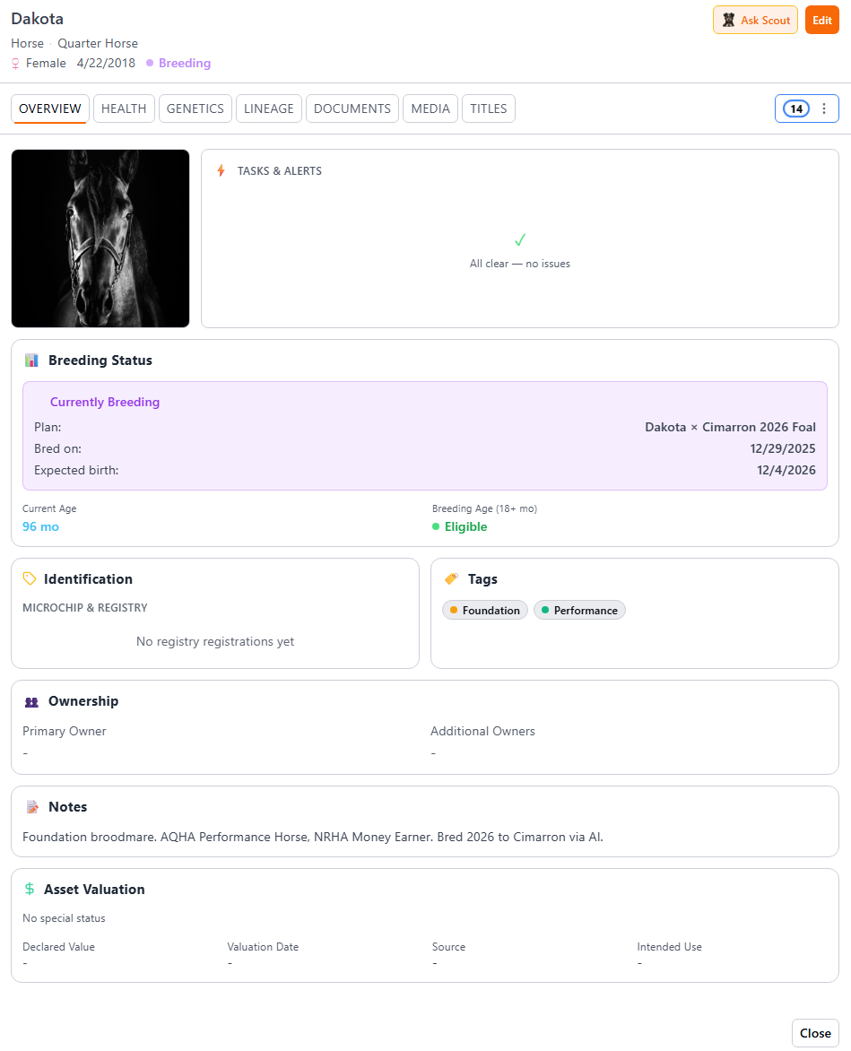 Horse profile detail in BreederHQ showing Quarter Horse breeding status, identification, tags, and ownership