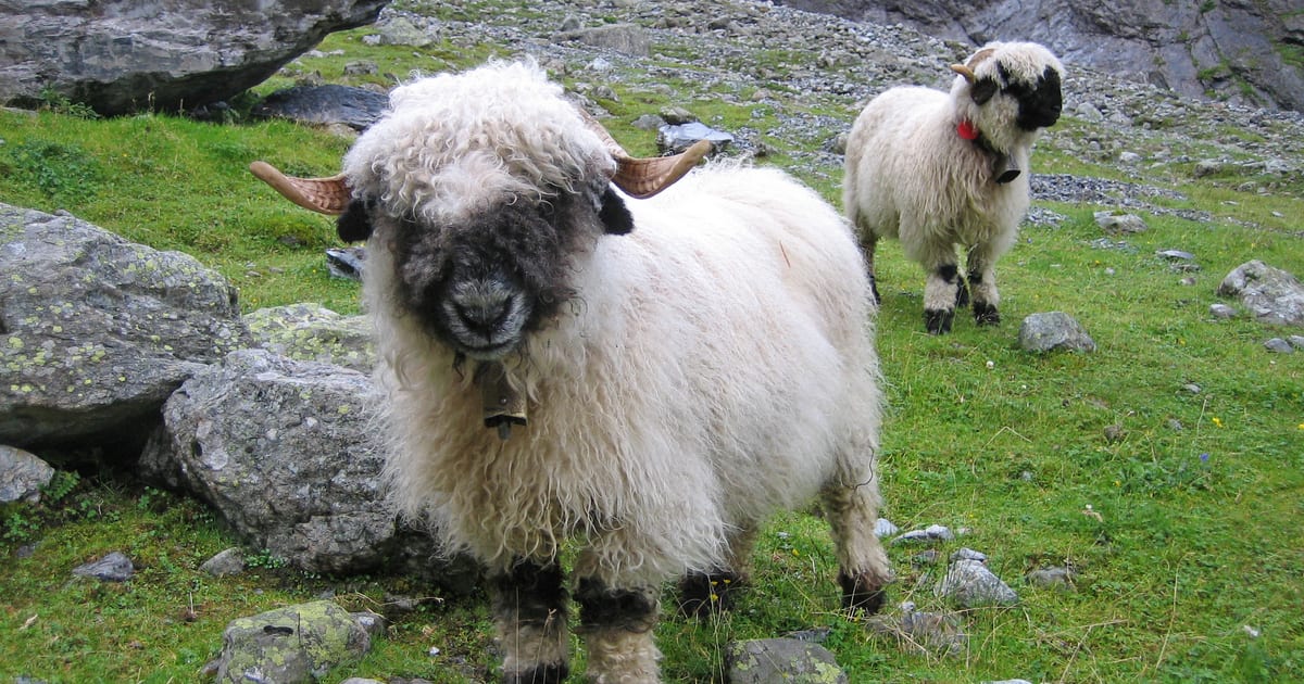 A Valais Blacknose sheep with its thick white fleece and distinctive black face, ears, and legs on alpine pasture